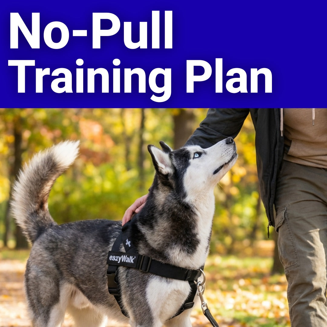 30 Days No-Pull Training Plan for Calm Stress-Free Dog Walks
