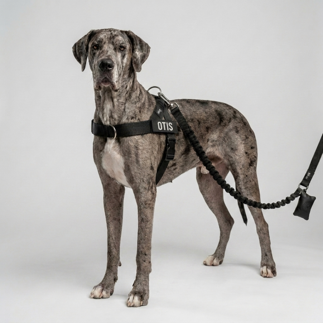 No-Pull Harness
