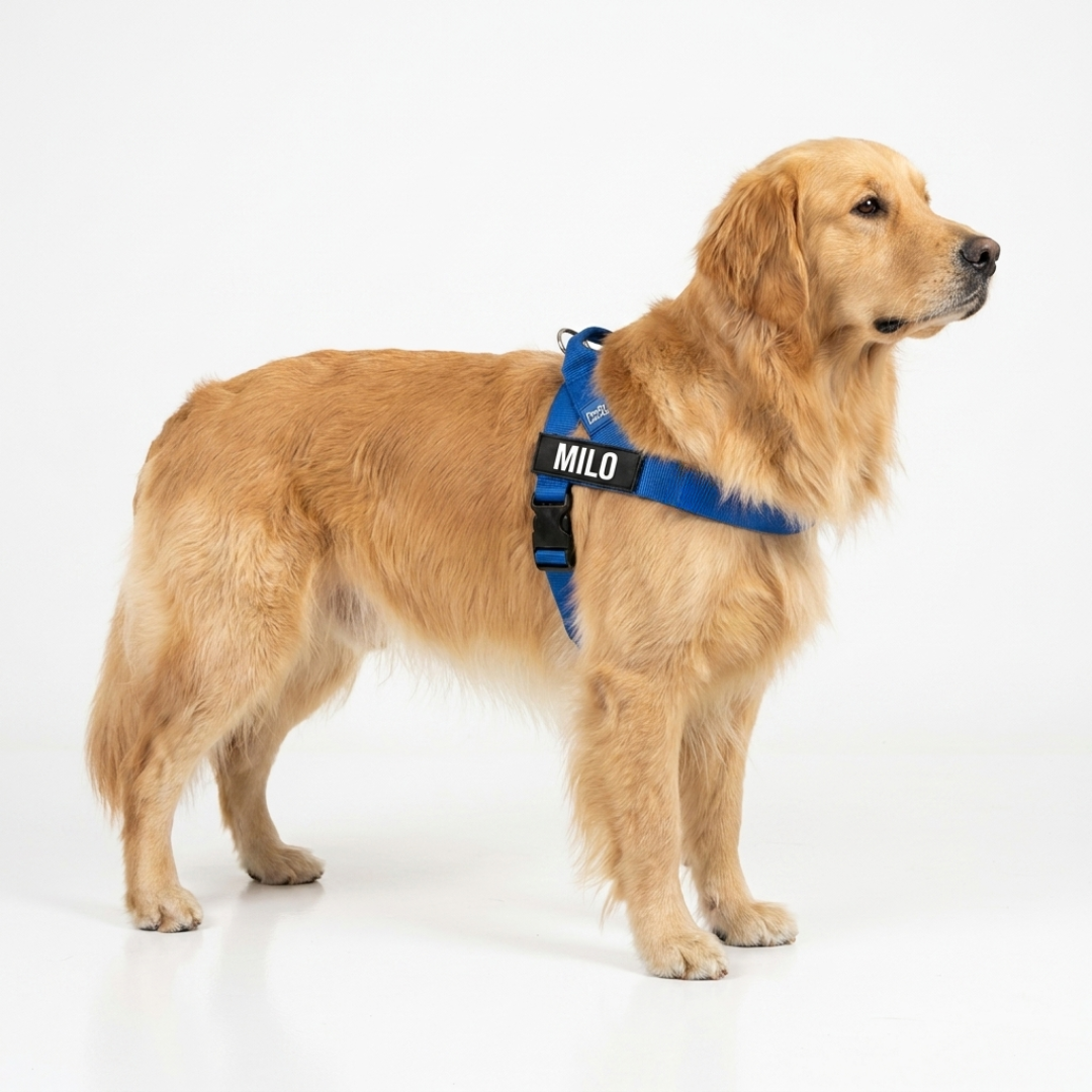 No-Pull Harness