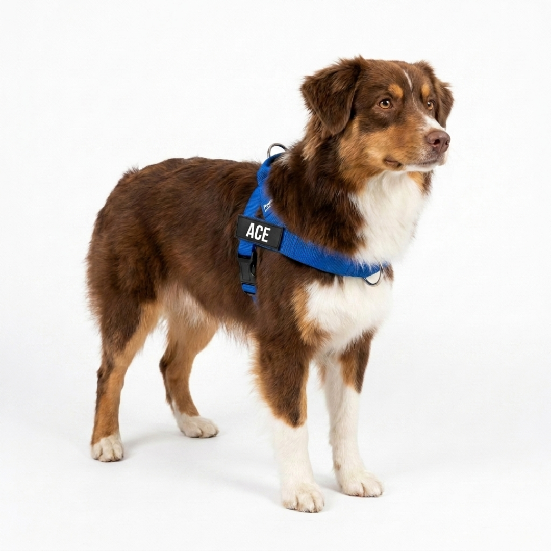 No-Pull Harness