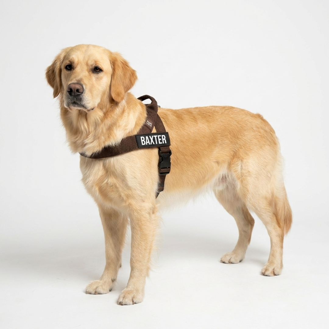 No-Pull Harness