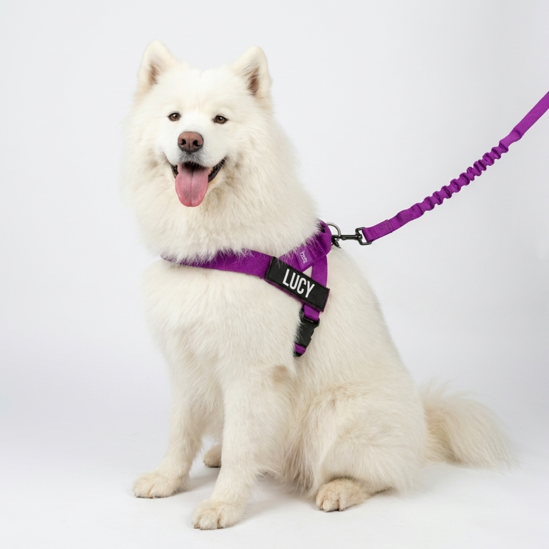No-Pull Harness