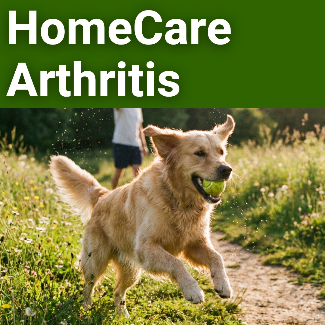 All-in-One Arthritis Guide to Pain-Free Joints & Better Mobility