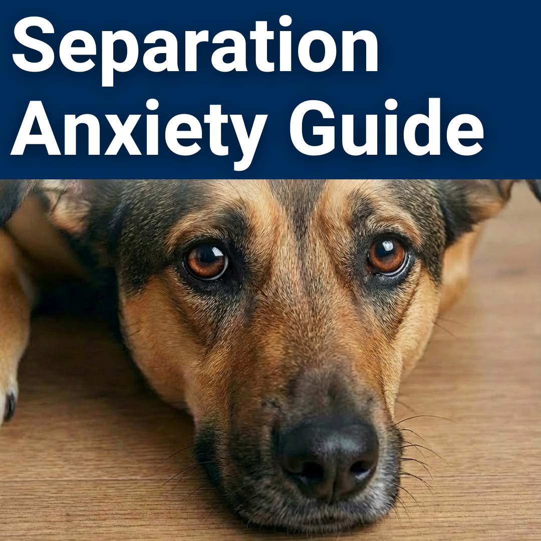 Overcoming Separation Anxiety & Stress Step by Step Guide