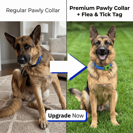 Upgrade To The Premium Collar (Double the Protection, Flea & Tick Tag) + Upgrade To The Premium Blanket (Double the Size, Double the Plush)