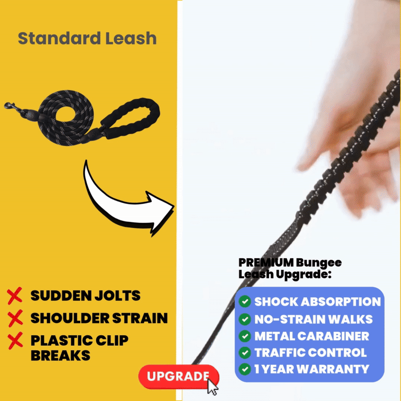 Premium Bungee Leash