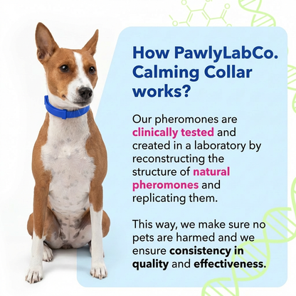 Pawly Collar